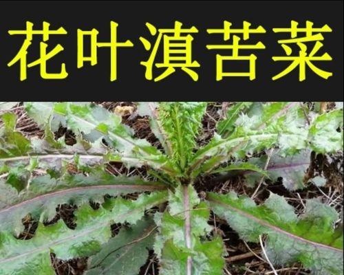 苦马叶煮法大揭秘（让你在家也能轻松做出正宗苦马叶）