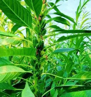 芝麻开花，节节高——提高产量的实用技巧（种植、管理、收获三步骤助你成功，以芝麻开花为例）
