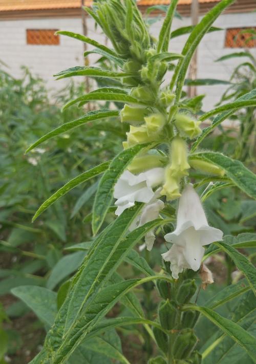 芝麻开花，节节高——提高产量的实用技巧（种植、管理、收获三步骤助你成功，以芝麻开花为例）