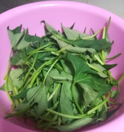 绿色美味，油葱拌地瓜叶。（健康营养，让你爱上蔬菜的口感。）