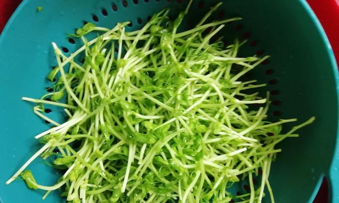健康美味，豌豆苗炒百叶丝（一道简单易做的健康菜肴）
