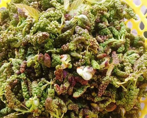 三七芽炒肉末——美味健康的家常菜（以三七芽为主角）