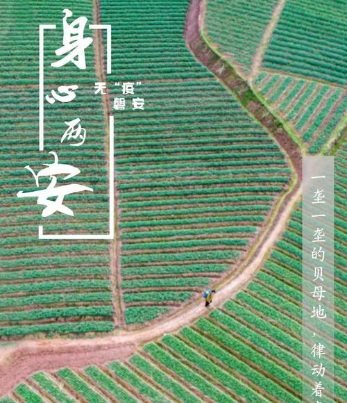 如是梨花的做法（学习如是梨花的制作技巧）
