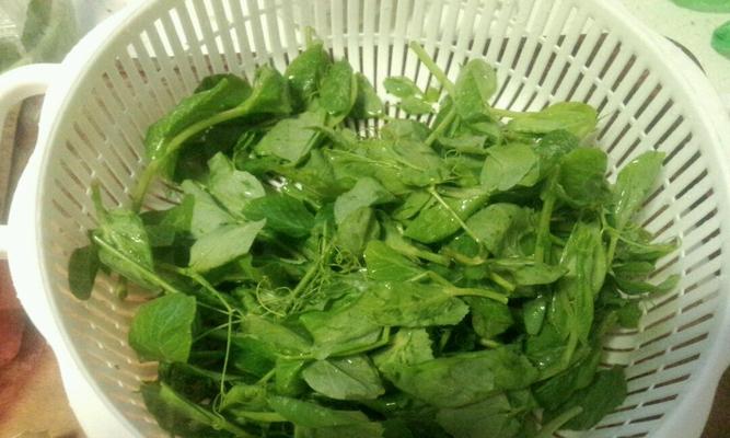 豌豆尖炒鸡蛋，营养美味健康（做法简单）