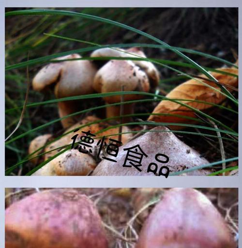 猪肉炖松伞蘑怎么做？步骤和技巧有哪些？