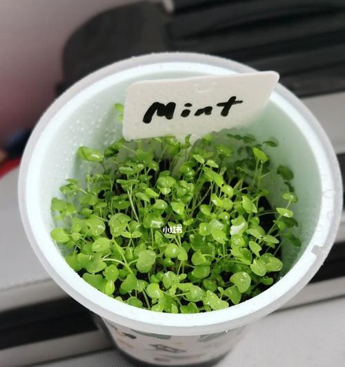 种薄荷的做法是什么？如何正确种植薄荷？