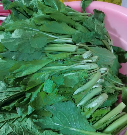 小白菜如何长时间储存？储存小白菜的最佳方法是什么？