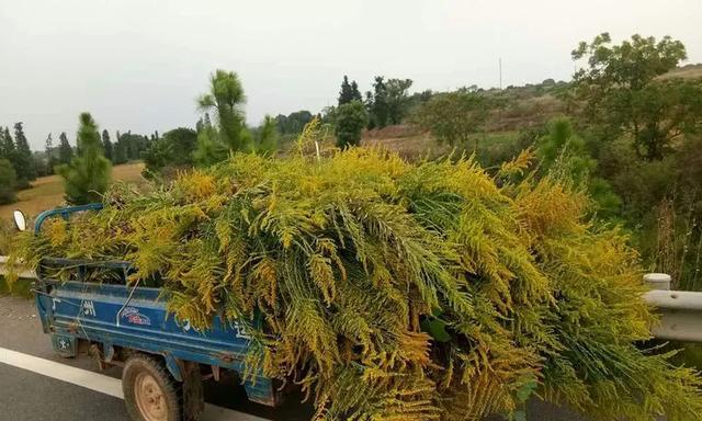 一束黄花的做法是什么？如何制作一束美丽的黄花？