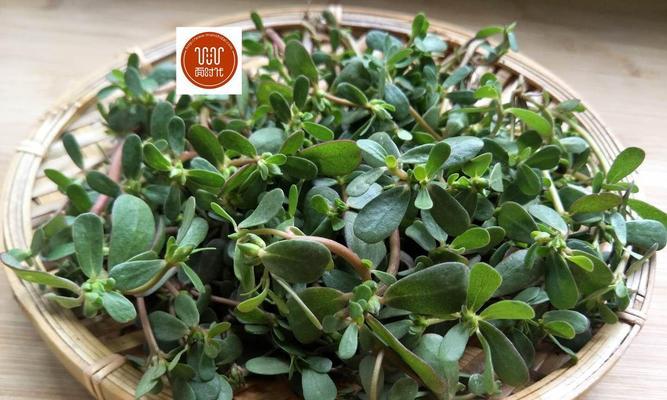 野菜马齿苋两样面团子怎么做？具体步骤是什么？