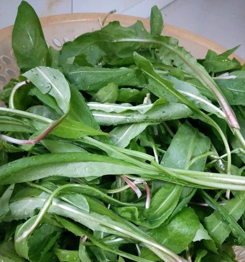药膳蒲公英蒸菜怎么做？有哪些健康益处？
