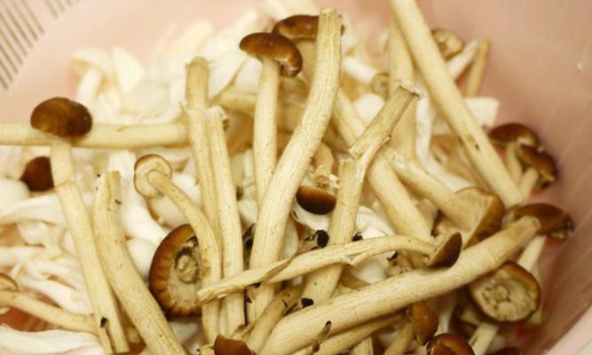 羊肉片炒金针菇怎么做？步骤和技巧是什么？