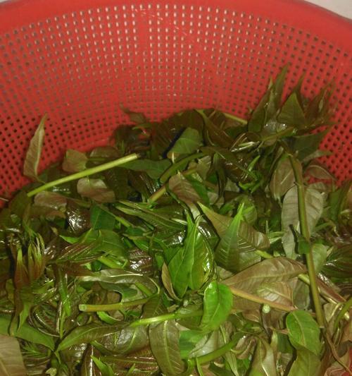 腌制香椿芽怎么做？步骤和技巧有哪些？