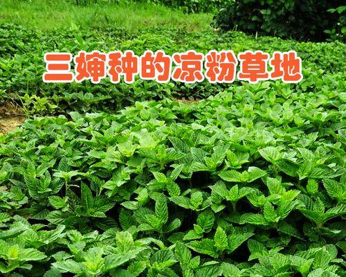 鲜凉草青凉草怎么做？制作步骤和常见问题解答？