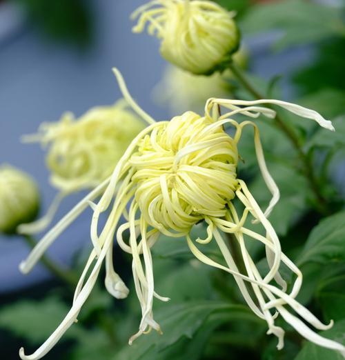 霜降秋菊怎么做？霜降时节秋菊的烹饪方法是什么？